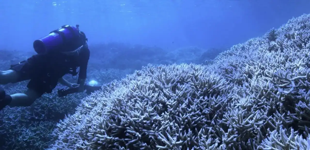 Mercan Peşinde (Chasing Coral)